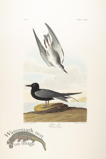 Black Tern